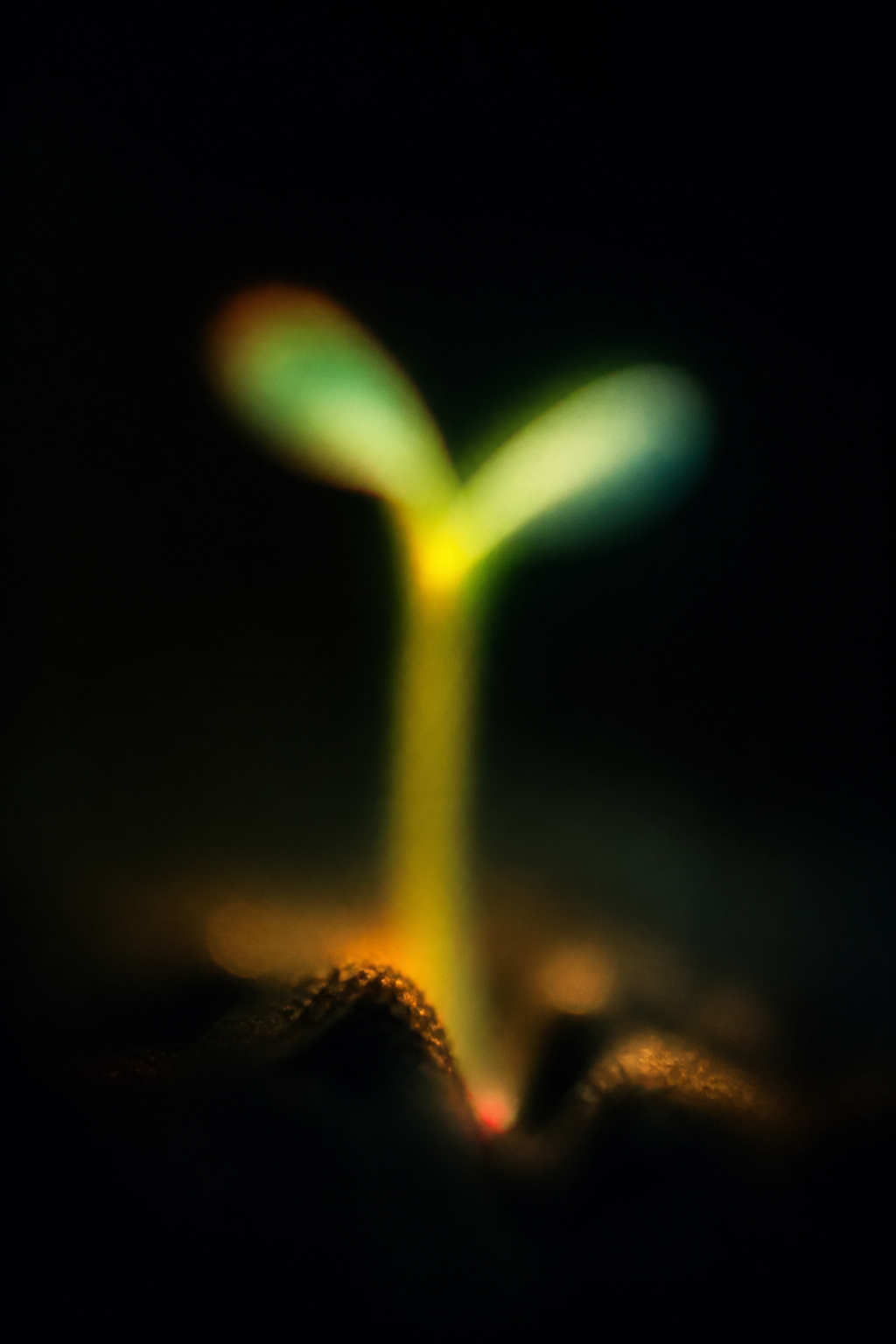 破土而出的新芽